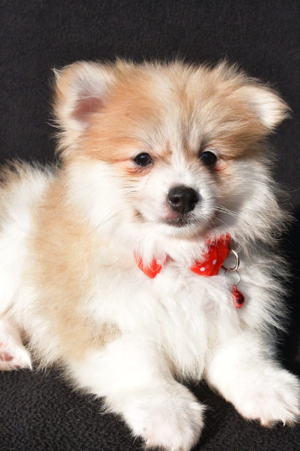 Mr Bo The Pomeranian - Image 4