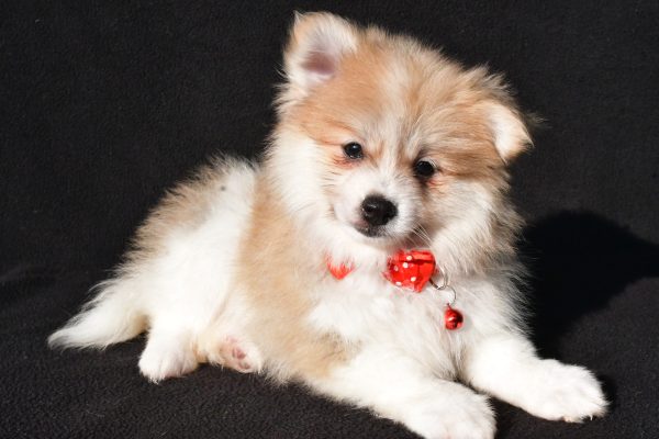 Mr Bo The Pomeranian - Image 5