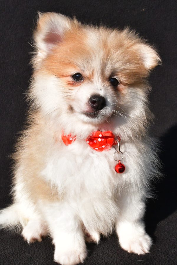 Mr Bo The Pomeranian - Image 2