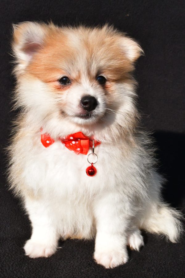 Mr Bo The Pomeranian