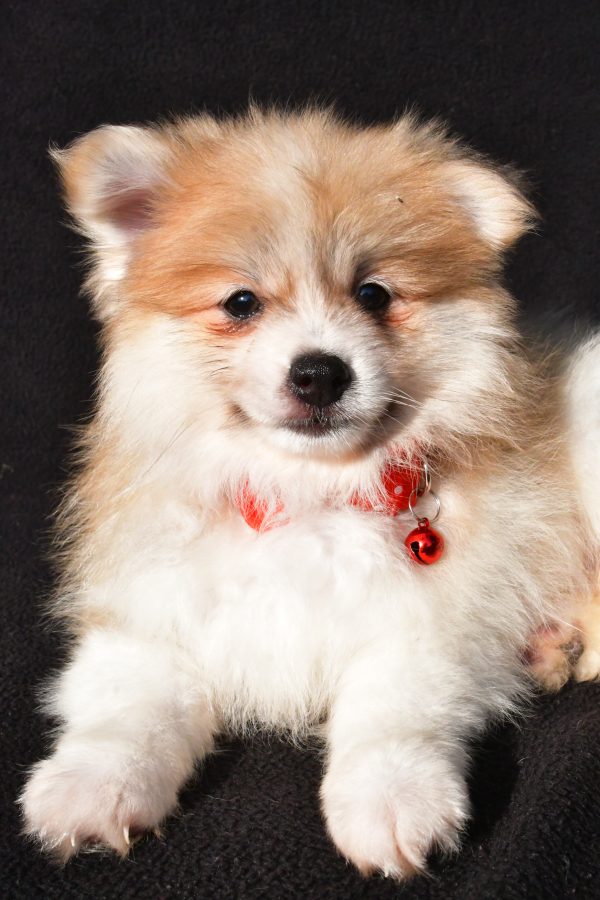 Mr Bo The Pomeranian - Image 3