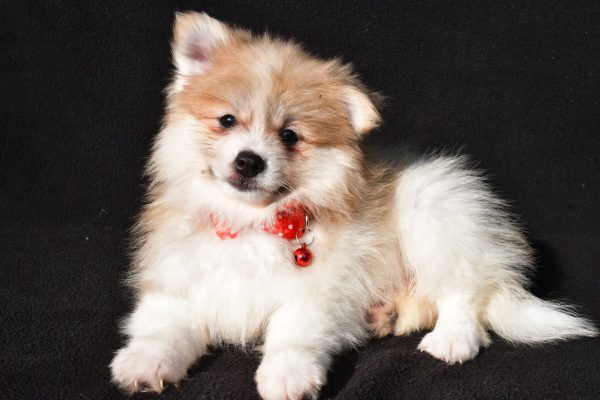 Mr Bo The Pomeranian - Image 6
