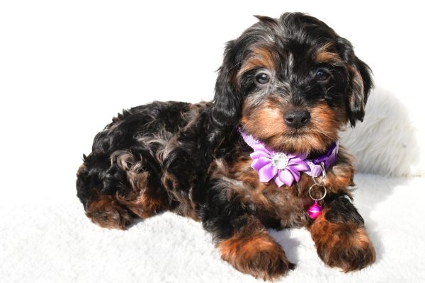 Miss Angelo The Cockapoo - Image 7