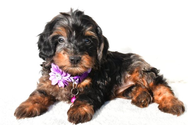 Miss Angelo The Cockapoo - Image 6