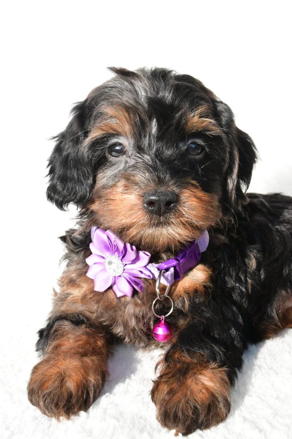 Miss Angelo The Cockapoo - Image 3