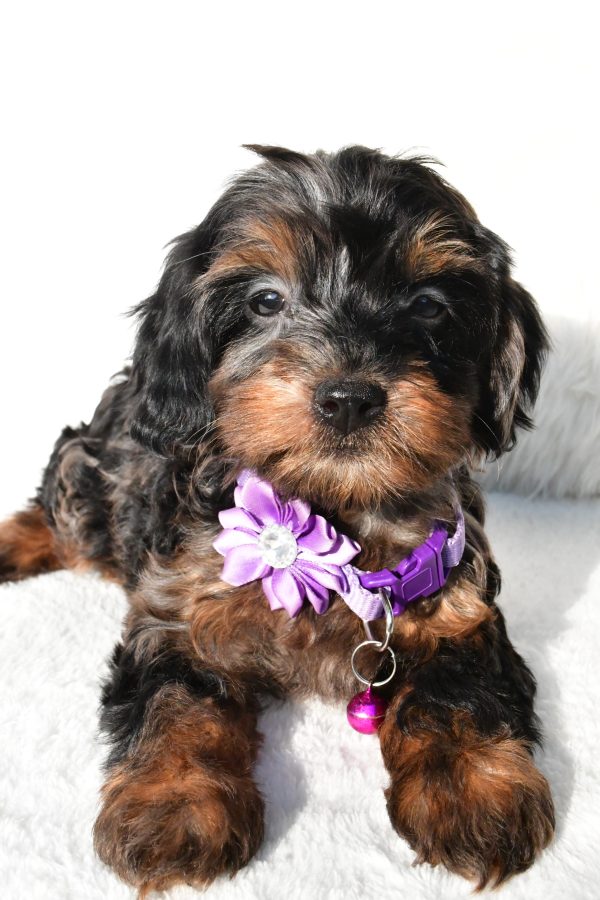 Miss Angelo The Cockapoo - Image 4