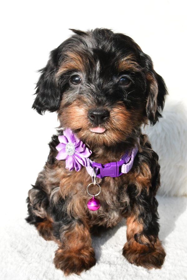 Miss Angelo The Cockapoo - Image 2