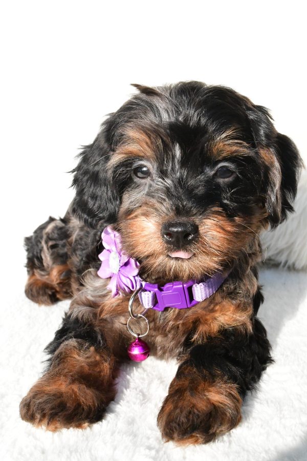 Miss Angelo The Cockapoo - Image 5