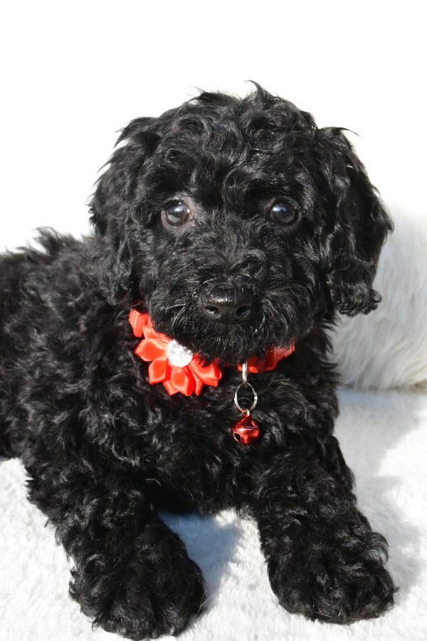 Miss Addy The Cockapoo - Image 4