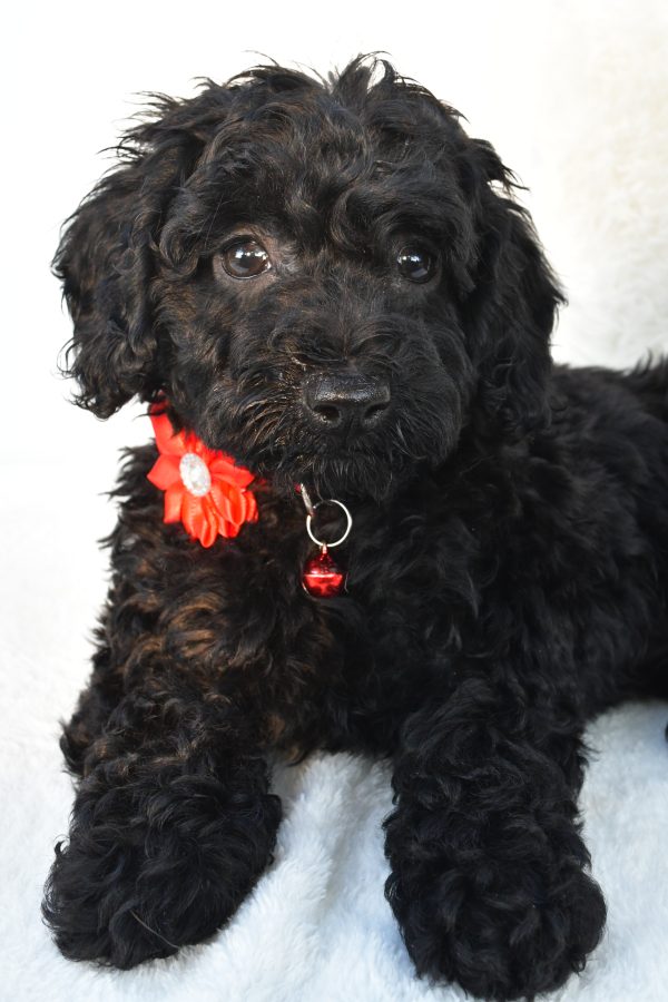 Miss Addy The Cockapoo - Image 3