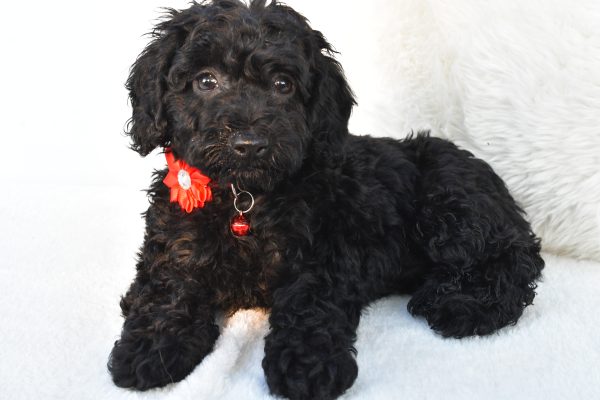 Miss Addy The Cockapoo - Image 6