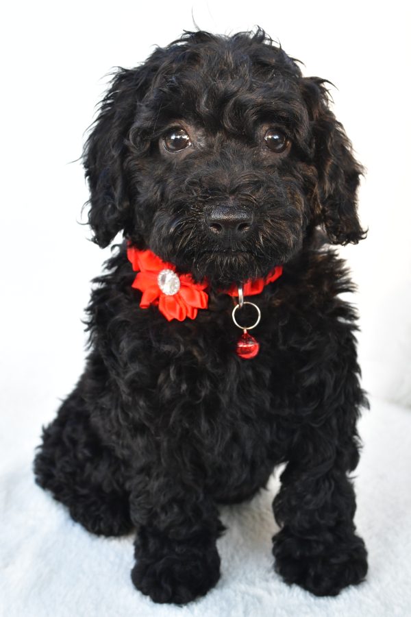 Miss Addy The Cockapoo - Image 2
