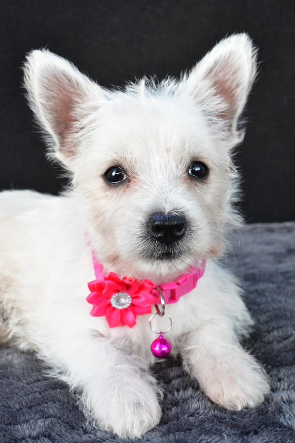 Miss Novella The West Highland White Terrier - Image 4