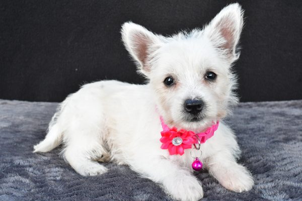 Miss Novella The West Highland White Terrier - Image 8