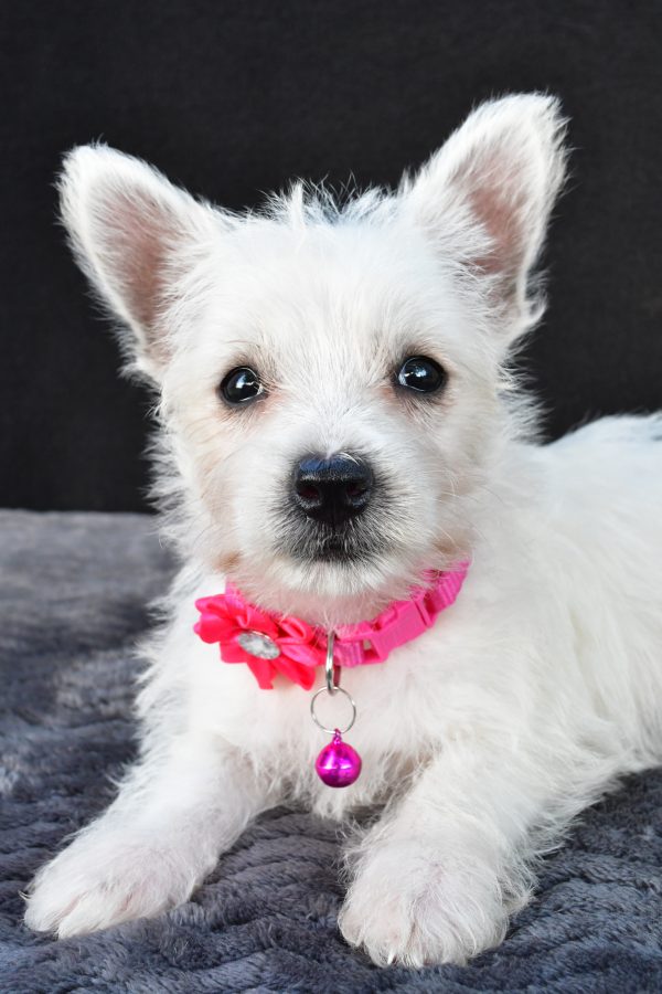 Miss Novella The West Highland White Terrier - Image 5