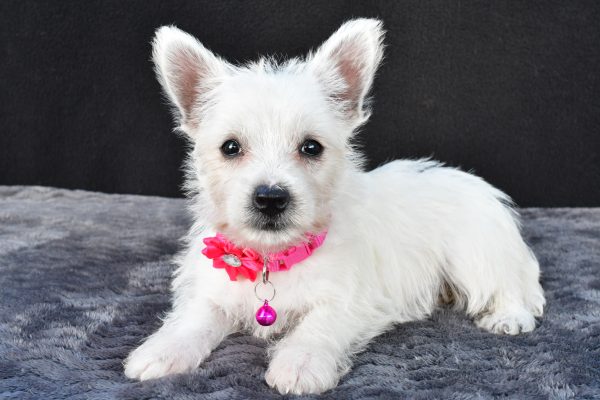 Miss Novella The West Highland White Terrier - Image 7