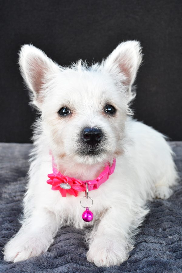 Miss Novella The West Highland White Terrier - Image 6