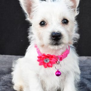 Miss Novella The West Highland White Terrier