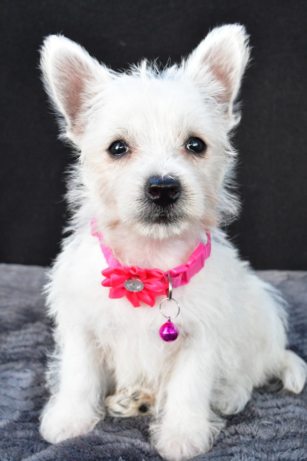 Miss Novella The West Highland White Terrier - Image 3