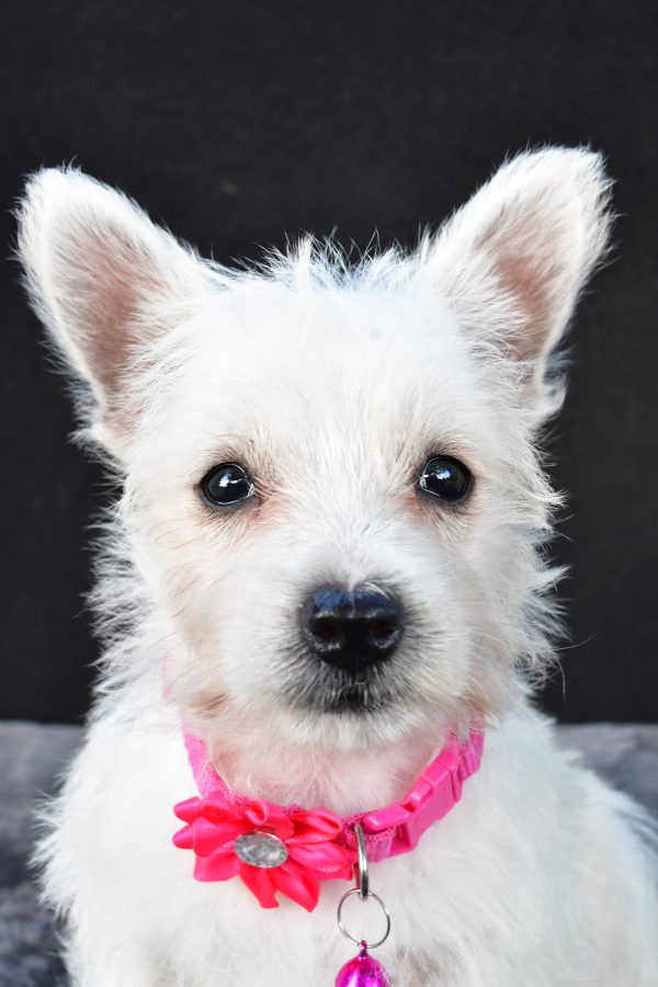 Miss Novella The West Highland White Terrier - Image 2
