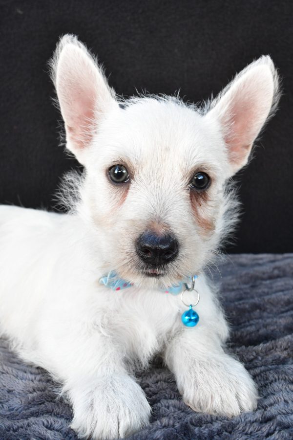 Mr Norris The West Highland White Terrier - Image 3