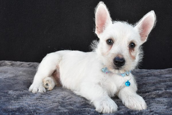 Mr Norris The West Highland White Terrier - Image 6