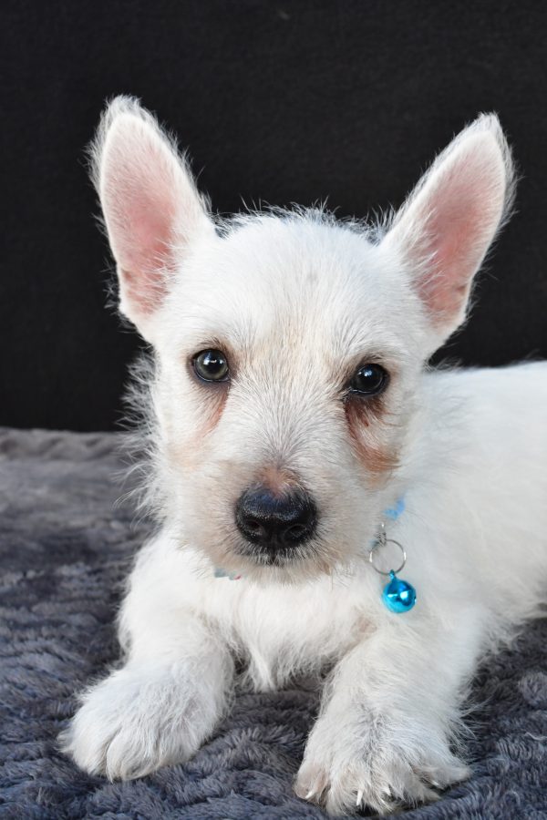 Mr Norris The West Highland White Terrier - Image 5