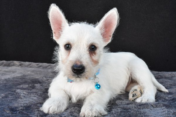Mr Norris The West Highland White Terrier - Image 7