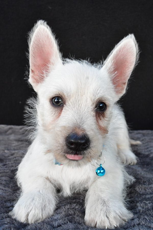 Mr Norris The West Highland White Terrier - Image 4