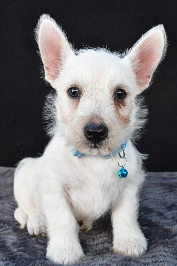 Mr Norris The West Highland White Terrier - Image 2