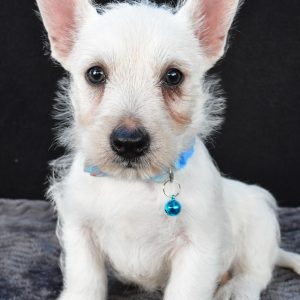 Mr Norris The West Highland White Terrier
