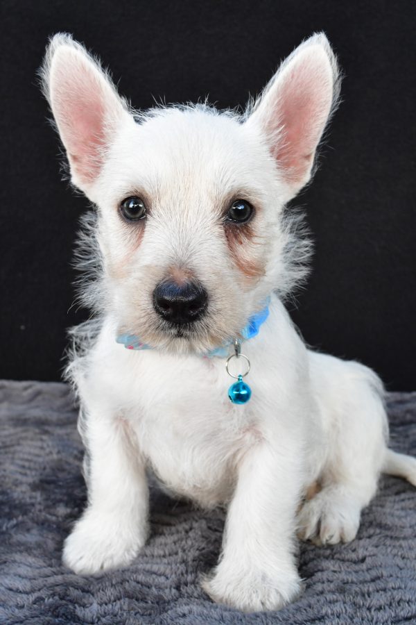 Mr Norris The West Highland White Terrier
