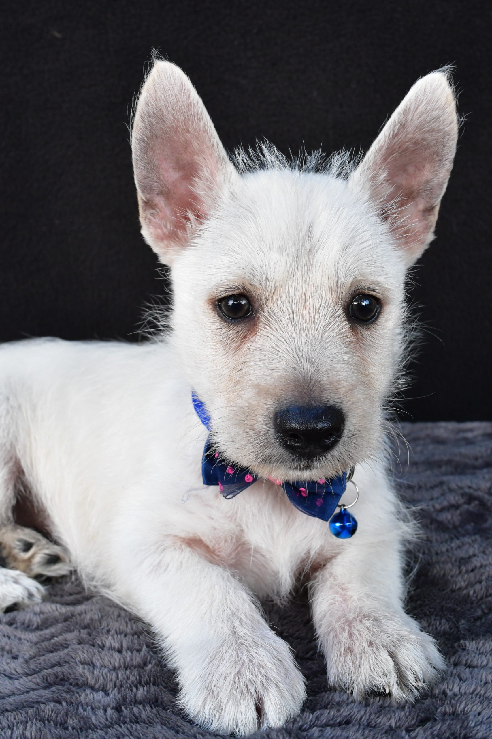 Mr Nugget The West Highland White Terrier - Image 4