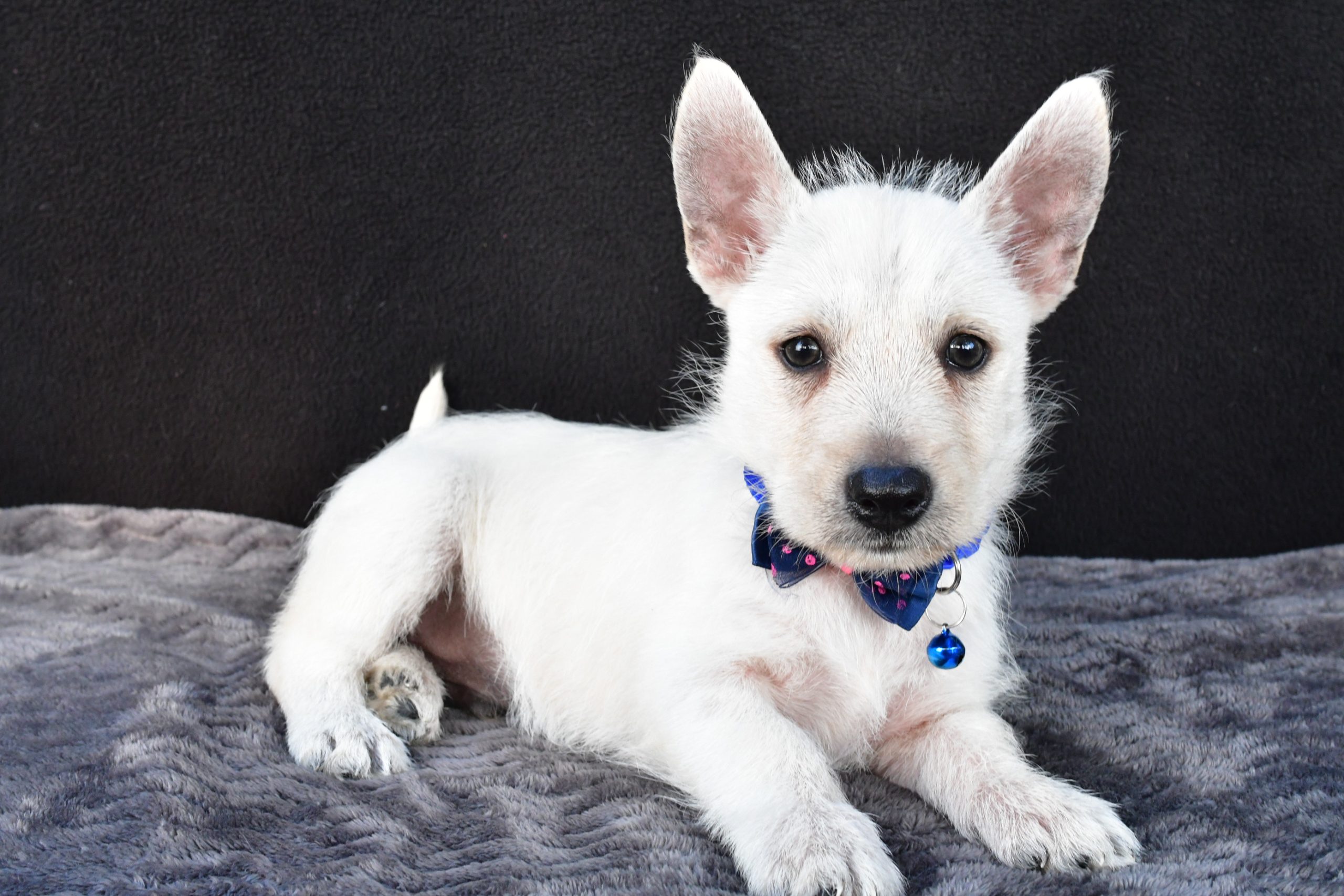 Mr Nugget The West Highland White Terrier - Image 7