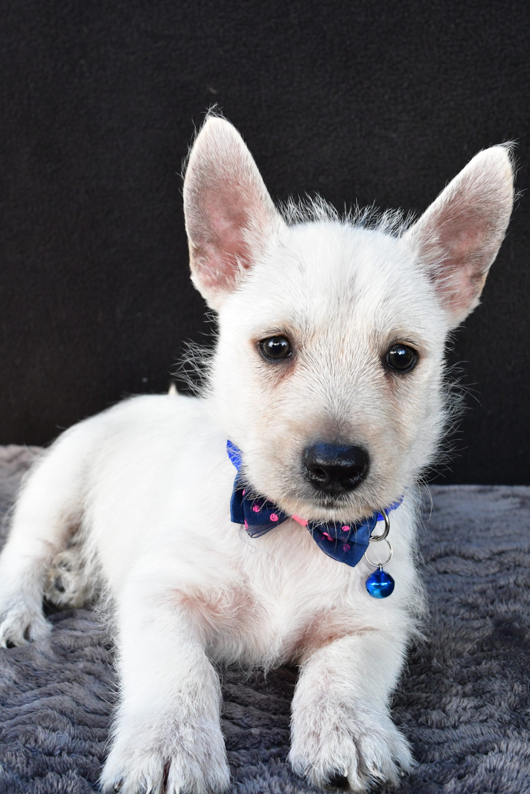 Mr Nugget The West Highland White Terrier - Image 5