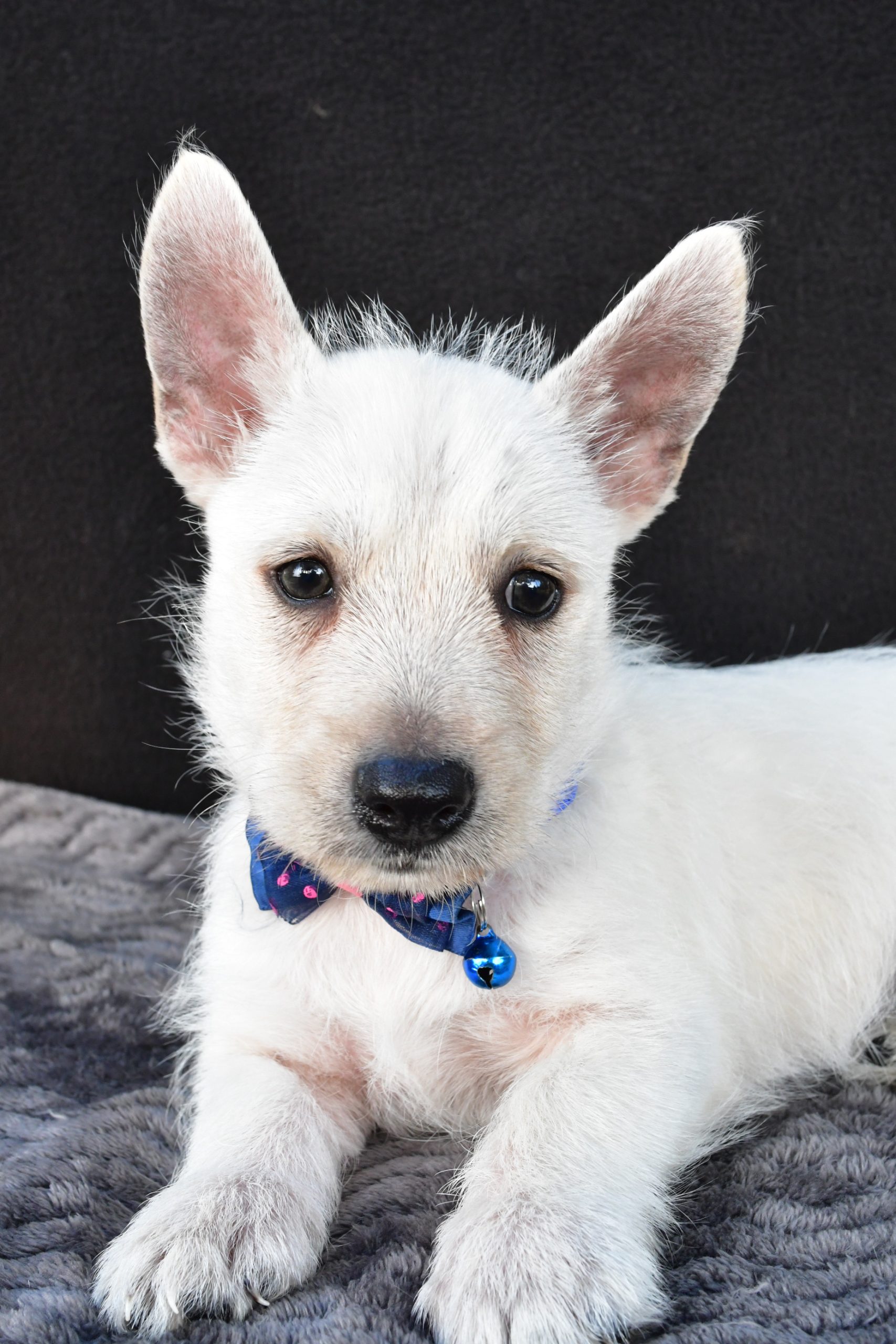 Mr Nugget The West Highland White Terrier - Image 3