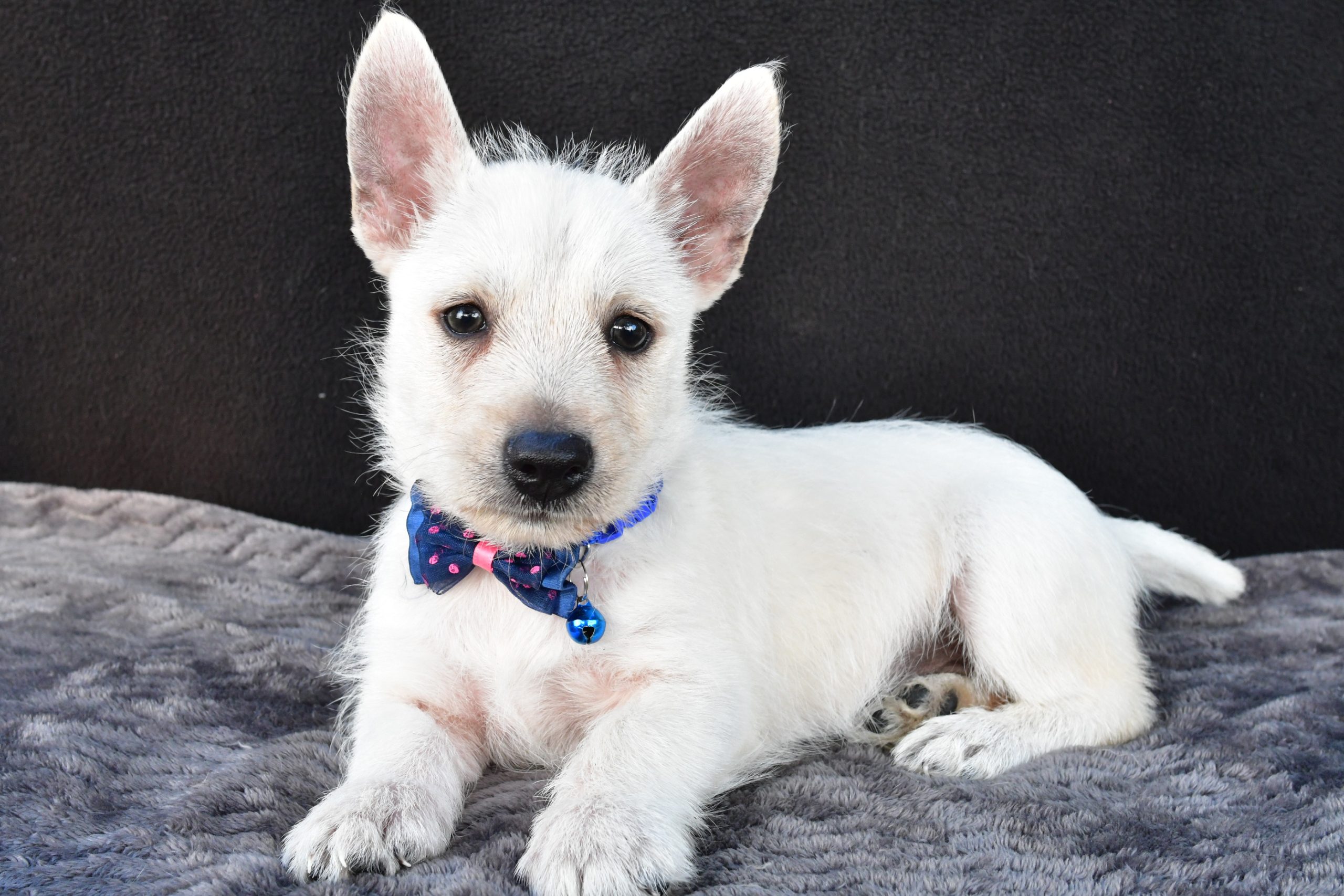 Mr Nugget The West Highland White Terrier - Image 6