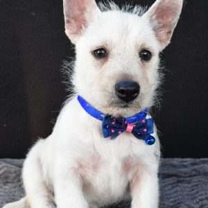 Mr Nugget The West Highland White Terrier