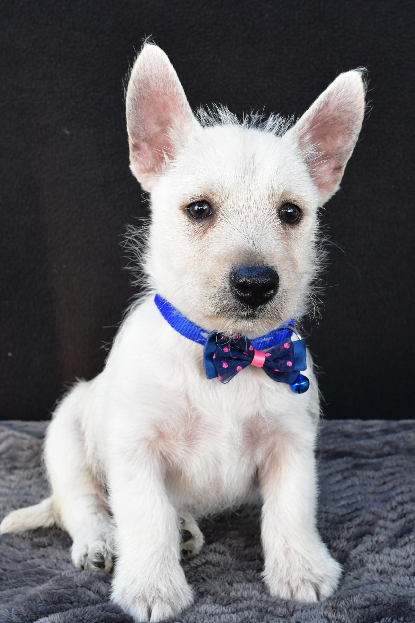 Mr Nugget The West Highland White Terrier