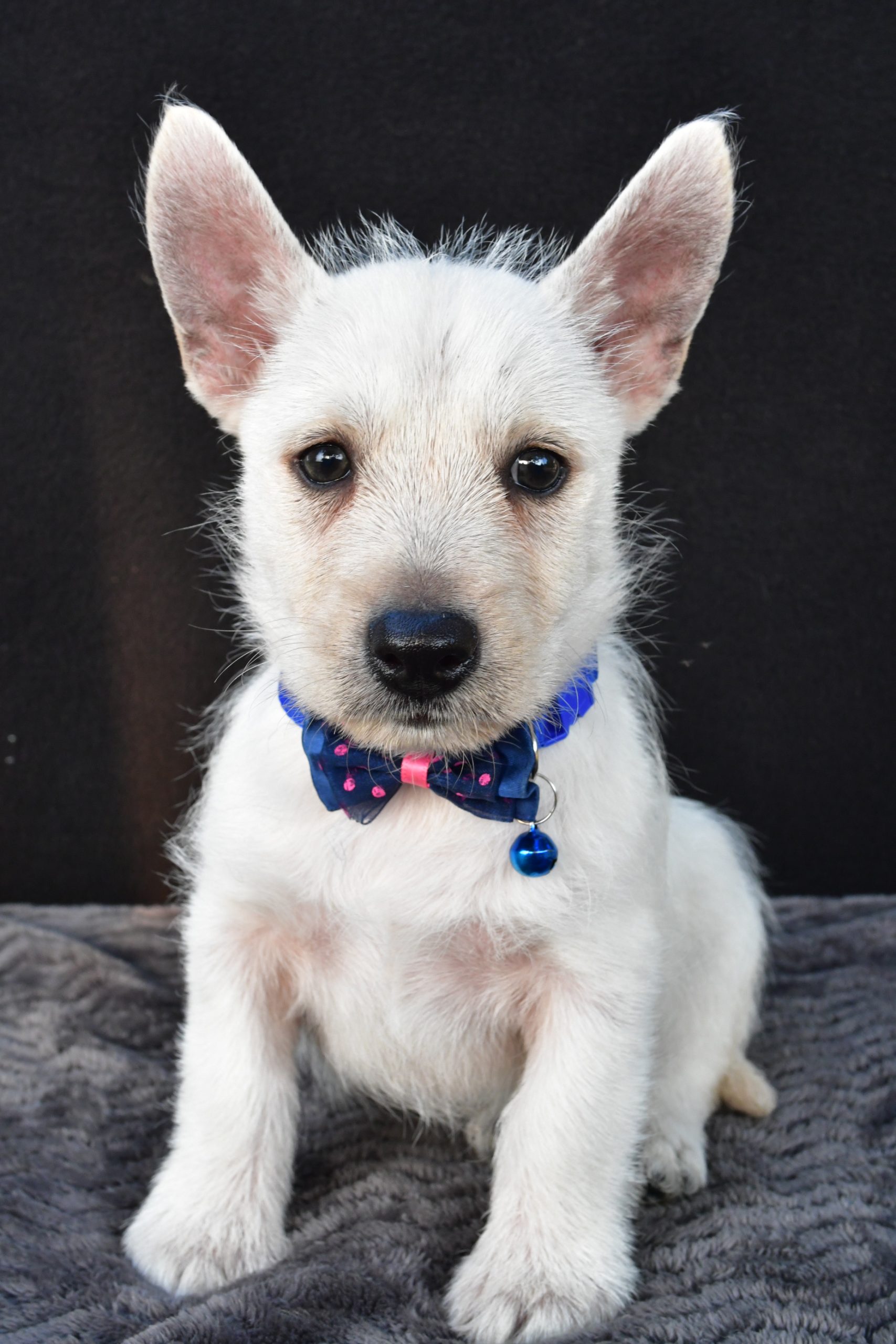 Mr Nugget The West Highland White Terrier - Image 2