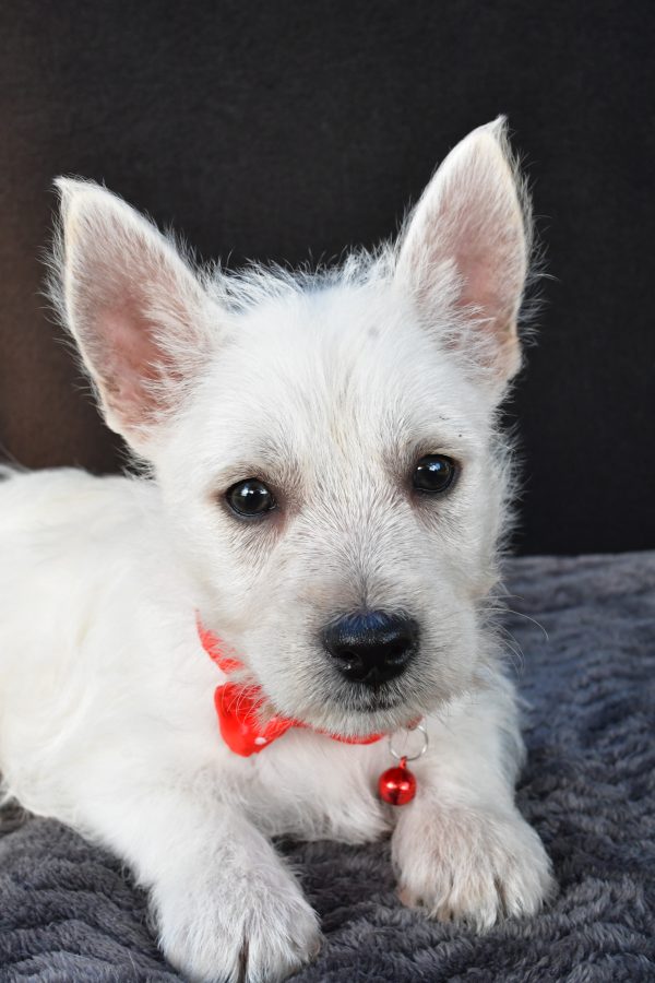 Mr Nemo The West Highland White Terrier - Image 5