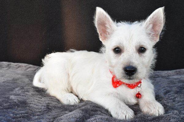 Mr Nemo The West Highland White Terrier - Image 6