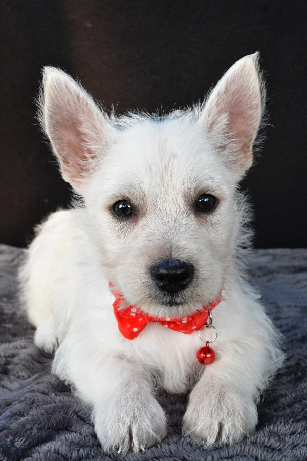 Mr Nemo The West Highland White Terrier - Image 4
