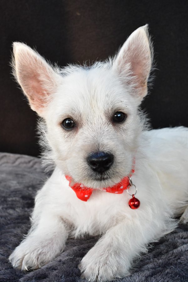 Mr Nemo The West Highland White Terrier - Image 3