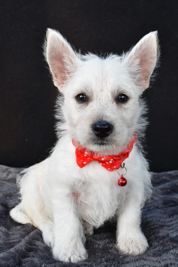 Mr Nemo The West Highland White Terrier - Image 2