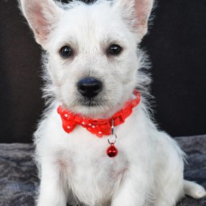 Mr Nemo The West Highland White Terrier