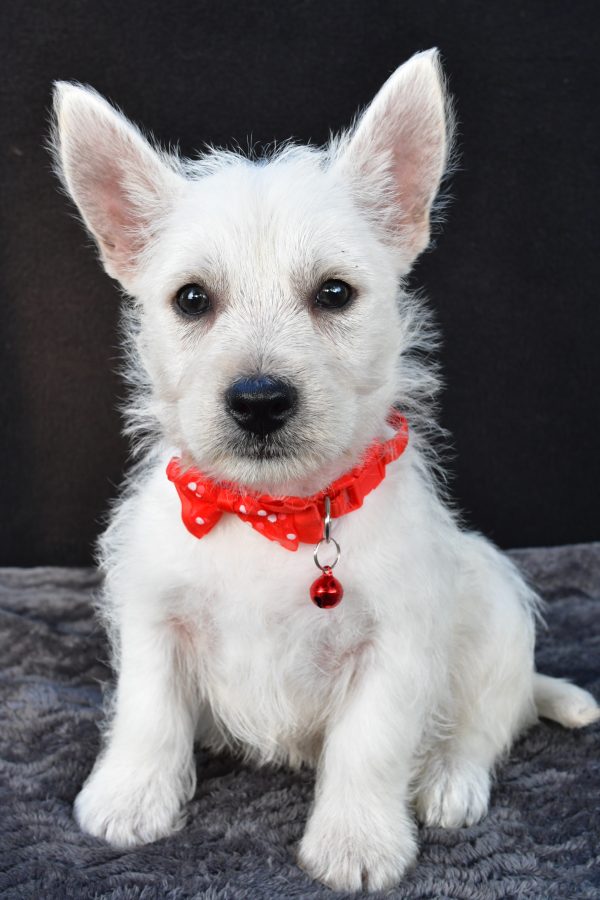Mr Nemo The West Highland White Terrier