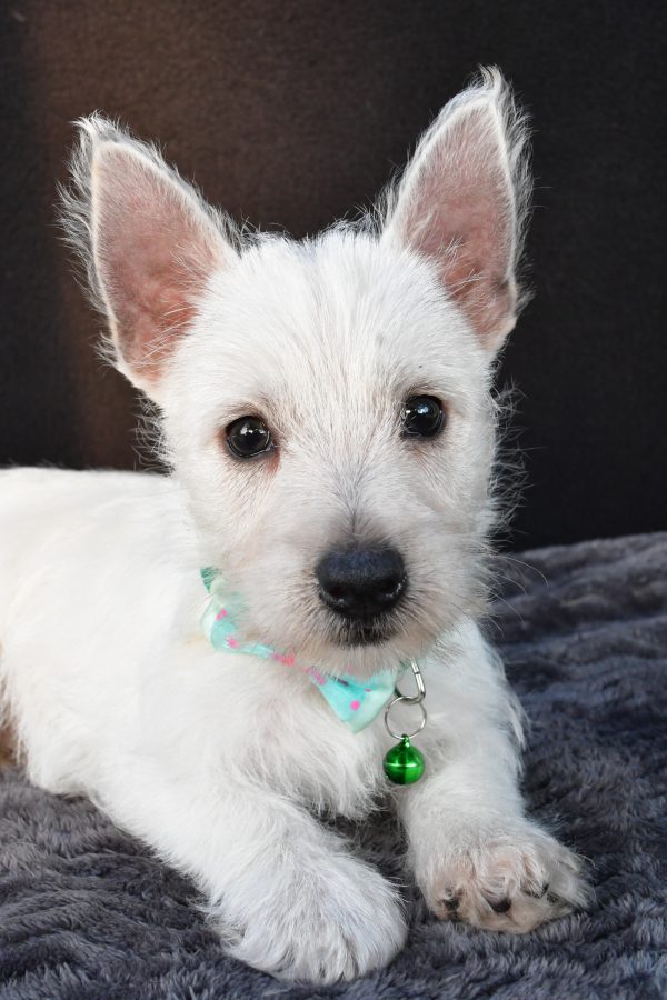 Mr Omar The West Highland White Terrier - Image 7