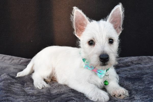 Mr Omar The West Highland White Terrier - Image 8