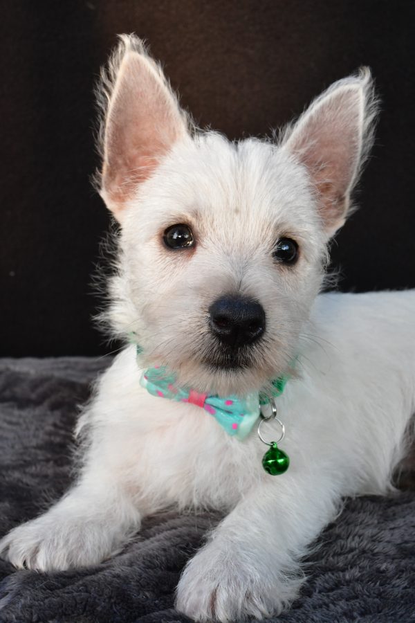 Mr Omar The West Highland White Terrier - Image 5